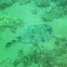 Lesser Electric Ray