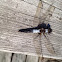 Chalk-fronted Corporal (male)