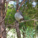 Tickell's Flowerpecker or Pale-billed Flowerpecker