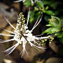 Cats Whiskers