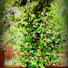 Confederate jasmine