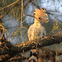 Hoopoe