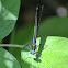 Ebony Jewelwing