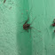 Whip Scorpion