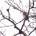 American Robin- female