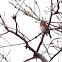American Robin- female