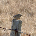 Meadow Pipit