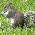 ardilla gris