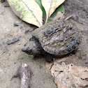 Common snapping turtle