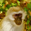 Silver monkey