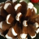 Pine cone