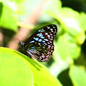 Blue Tiger