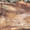 Termite tunnels