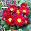 Primrose
