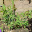 pheasant berry bush