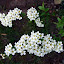 Spirea 'Bridal Wreath'