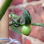 Oh my gosh! We will have tomatoes!