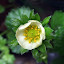 Strawberry plants