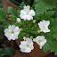 Verbina Aztec (Magic White)