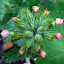 Pink Verbena Aztec - (Coral)