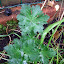 Son of cranesbill