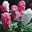 Dwarf Stock