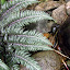 lovely variegated fern
