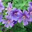 purple cranesbill