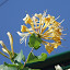 Orphaned Honeysuckle 