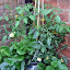 Happibun's Bunlett's Strawberry pot  garden