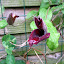 fickle big deep red flowering Clematis
