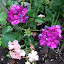 Violent puce verbena