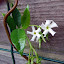 Star Jasmine