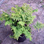 Fluffy fern