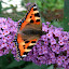 Great big Buddleja tree (in memorium) Jul 97 - Oct 07