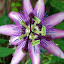 Pretty purple passionflower