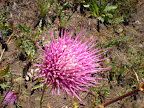 DSCN0376.jpg
