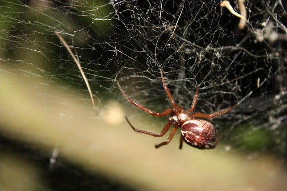 Spotting Image 1