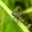 Ground Skimmer (Chatur)