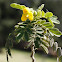 Alcaparra / Woolly Senna
