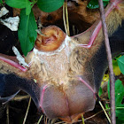 Eastern Red Bats