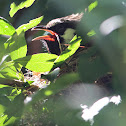 White cheeked bulbul