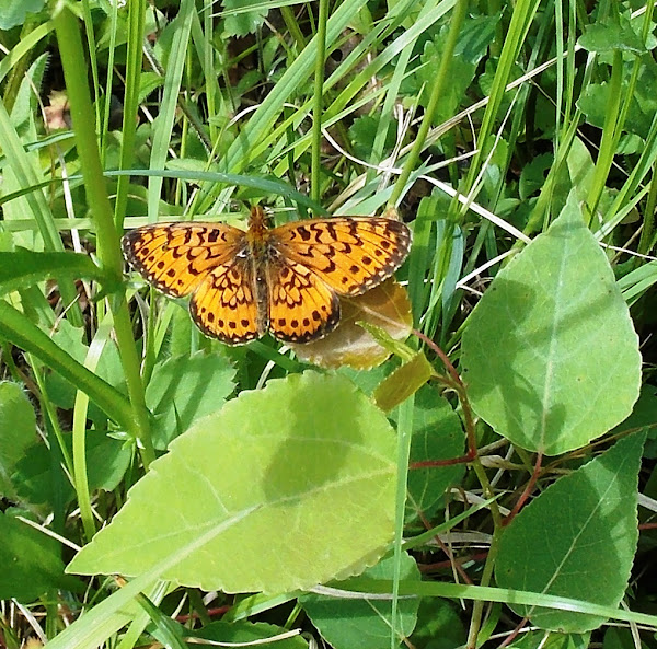 Silverbordered Fritillary Project Noah
