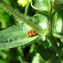 Asian lady beetle