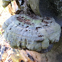 Thick Bracket Fungus