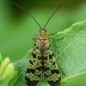 Scorpion fly (male)