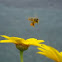 Honey bee