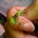 Mantis nymph