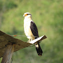 Yellow-headed Caracara