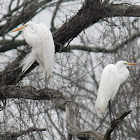 great egret